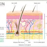 Skin Anatomy