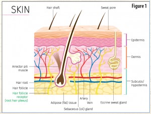 Skin Anatomy